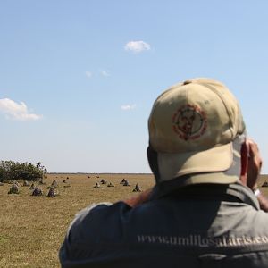 Glassing Black Lechwe Bangweulu Wetlands Zambia