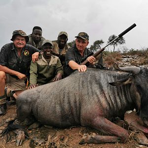 Management Hunting Blue Wildebeest in South Africa