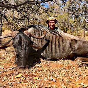 Blue Wildebeest Hunt South Africa