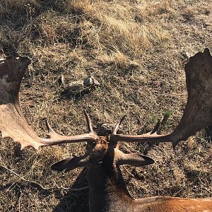 Fallow Deer