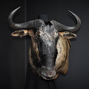 Blue Wildebeest Shoulder Mount Taxidermy