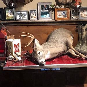 Deer Mount Taxidermy