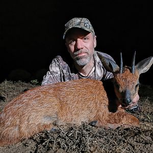 Hunt Cape Grysbok in South Africa