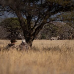 Stalking Burchell's Plain Zebra South Africa