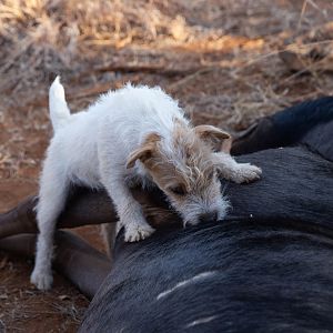 Hunting Dog in South Africa