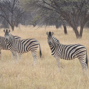 Burchell's Plain Zebra South Africa