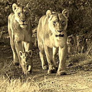 Lions in South Africa