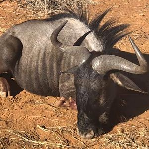 Namibia Hunting Blue Wildebeest