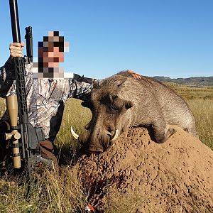 Warthog Cull Hunting South Africa