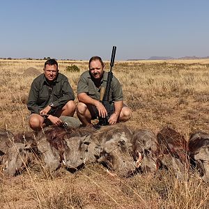 Warthog Cull Hunting South Africa