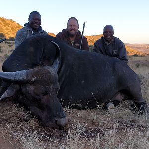 Hunting Non-exportable Buffalo Cow