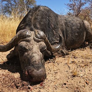 Non-exportable Hunt Cape Buffalo