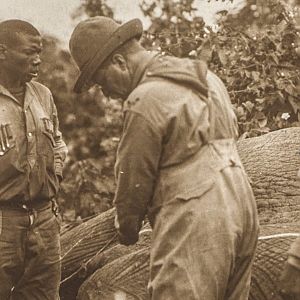 Kenya Hunting Elephant