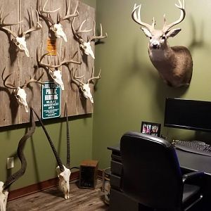 European Mount Displays Taxidermy