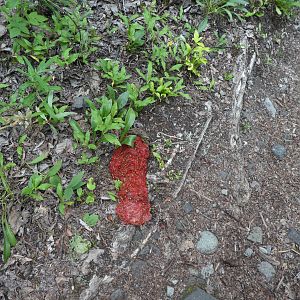 Bear Poop