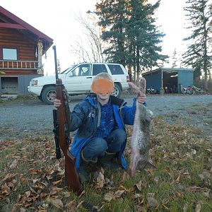 Hunt Rabbit in Alaska USA