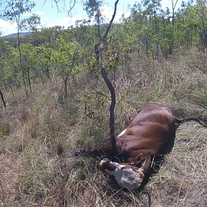 Australia Hunting Scrub Bull