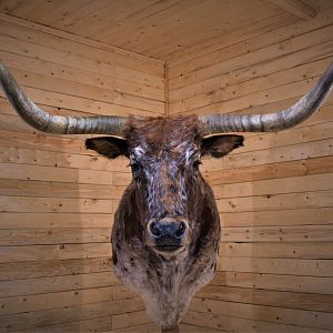 Longhorn Shoulder Mount Taxidermy