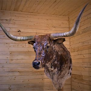 Longhorn Shoulder Mount Taxidermy