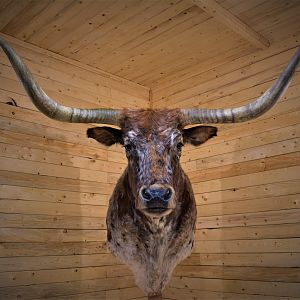 Longhorn Shoulder Mount Taxidermy