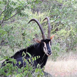 Sable, South Africa