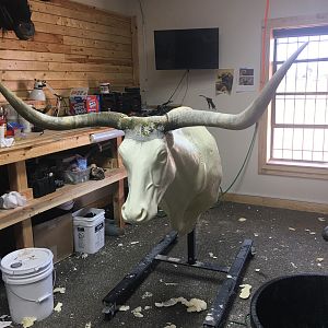 Longhorn Shoulder Mount Taxidermy Process