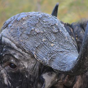 Cape Buffalo Tanzania