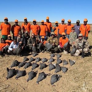 Driven Guinea Fowl South Africa