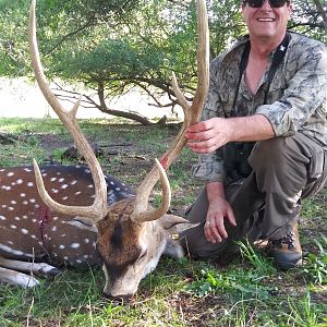 Argentina Hunt Axis Deer