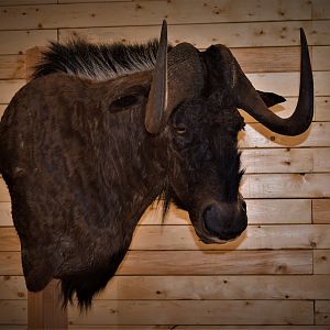 Black Wildebeest Shoulder Mount Taxidermy