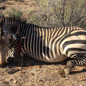 Namibia Hunt Hartmann's Mountain Zebra