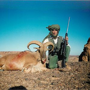 Hunting Barbary Sheep in Chad