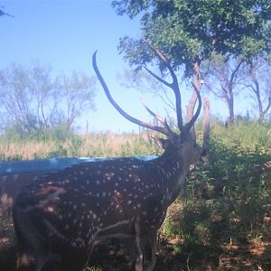 Axis Deer Texas USA