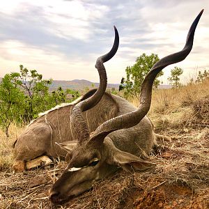 South Africa Hunt Kudu