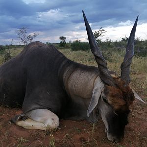 Namibia Hunt Eland