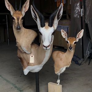 Duiker, Springbok & Steenbok Triple Pedestal Mount Taxidermy Process