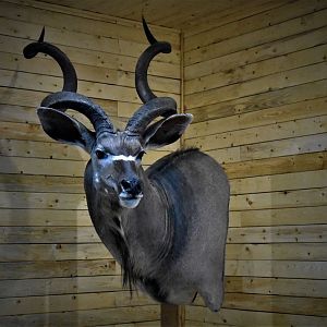 Kudu Wall Pedestal Taxidermy