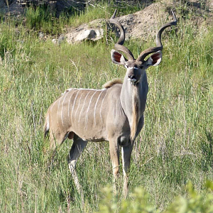 Kudu in the Kruger National Park South Africa