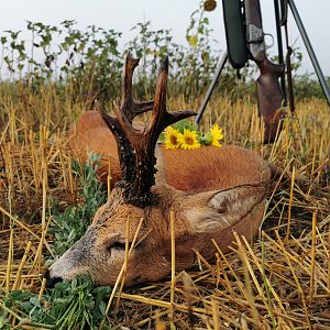 Roe Deer in Poland