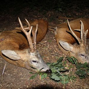 Roe Deer in Poland