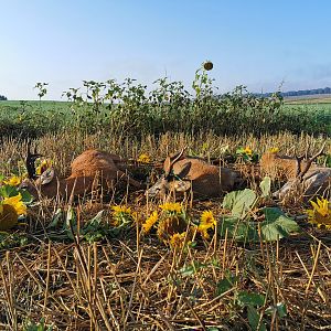 Roe Deer in Poland