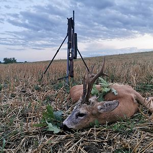 Roe Deer in Poland