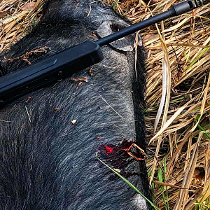 Pig Hunt Australia