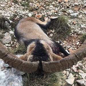 Spain Ibex