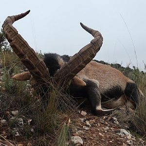 Spain Ibex