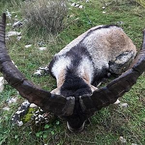 Spain Ibex