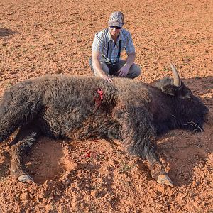 Texas USA Hunting Bison