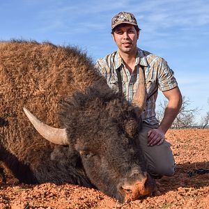 Hunt Bison in Texas USA