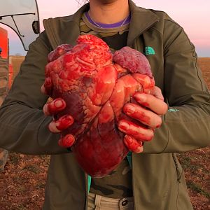 Bison Heart