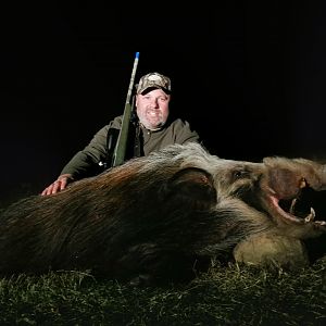 Bushpig Hunting South Africa